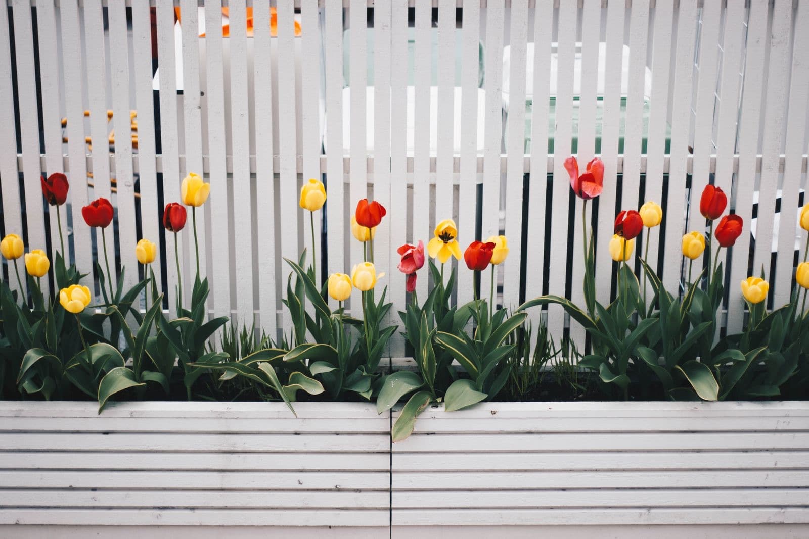 White fence with red and yellow tulip planting. Licensed stock picture, not a photograph of Miller Landscaping, its staff, its premises or a job it carried out.